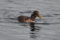 Eiderente am Bodensee