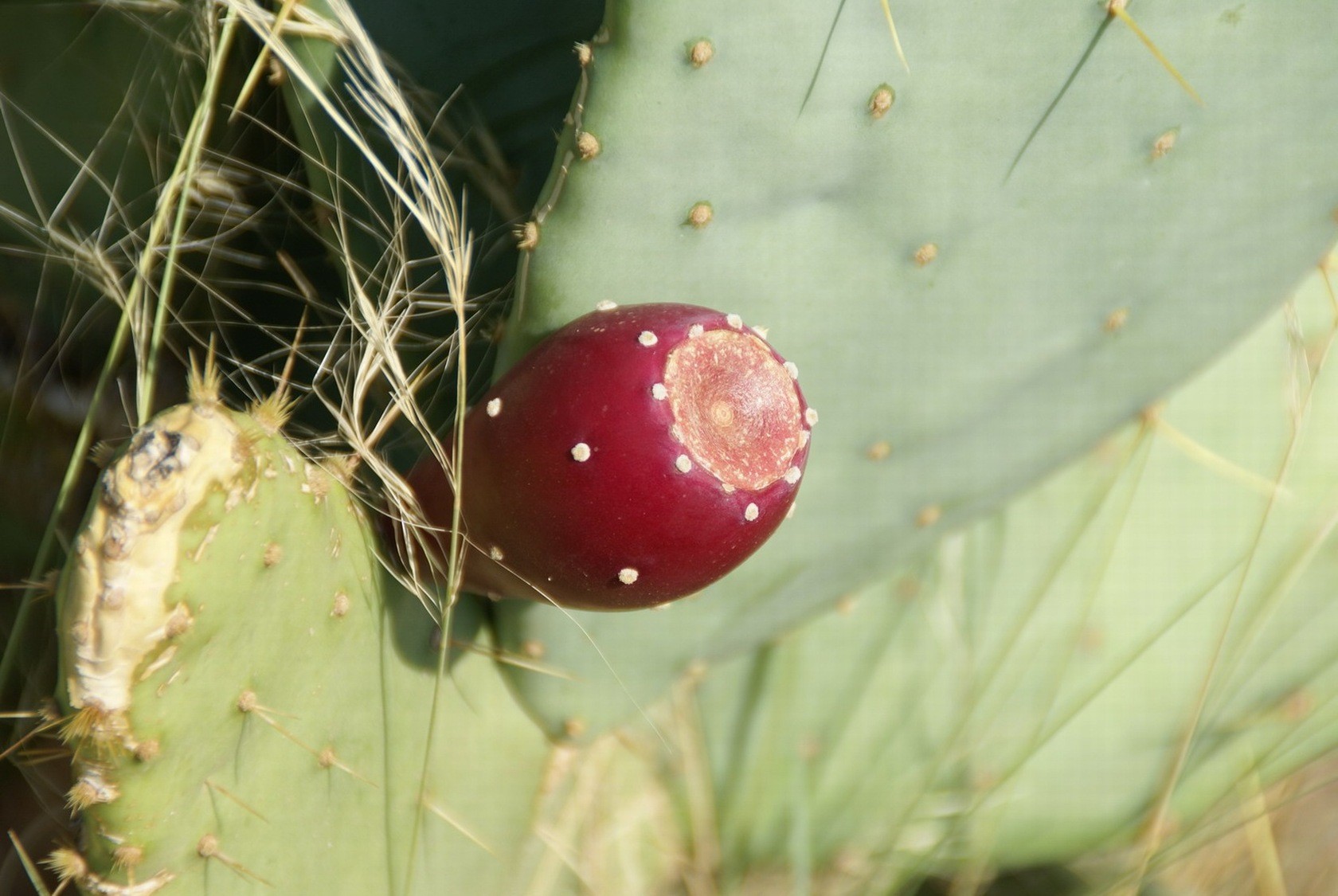 dsc00723_bildgrose-andern dsc00723_bildgrose-andern