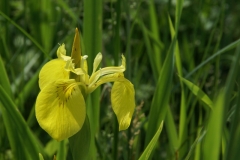 Irisblüte 2010