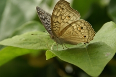 Schmetterlinge
