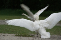 Tiere am Bodensee